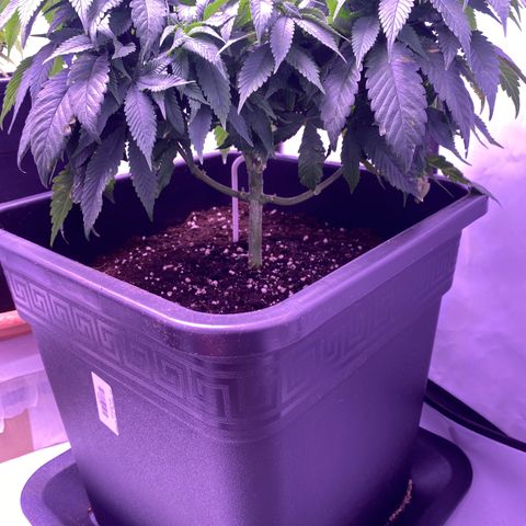 Blueberry growlog timeline photo