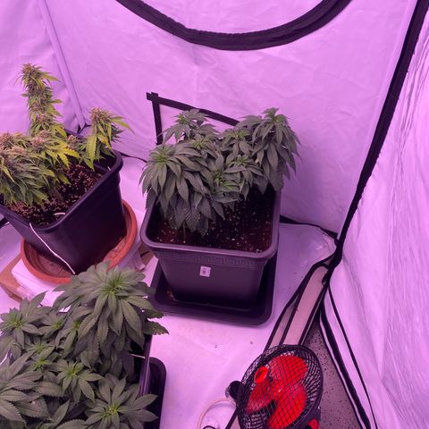 Blueberry growlog timeline photo