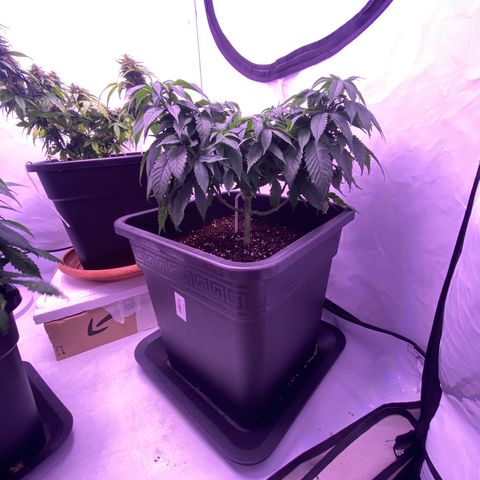 Blueberry growlog timeline photo