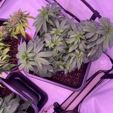 Blueberry growlog timeline photo