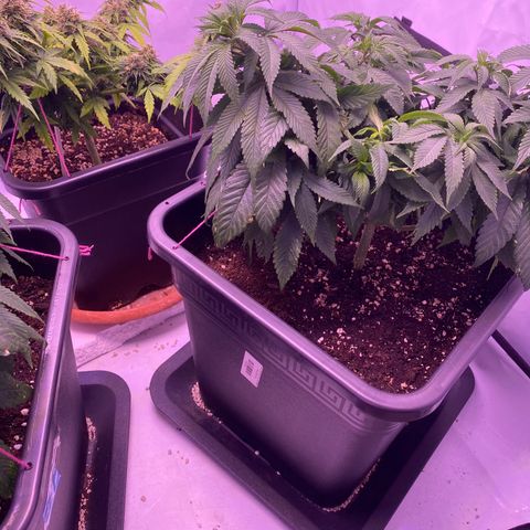 Blueberry growlog timeline photo