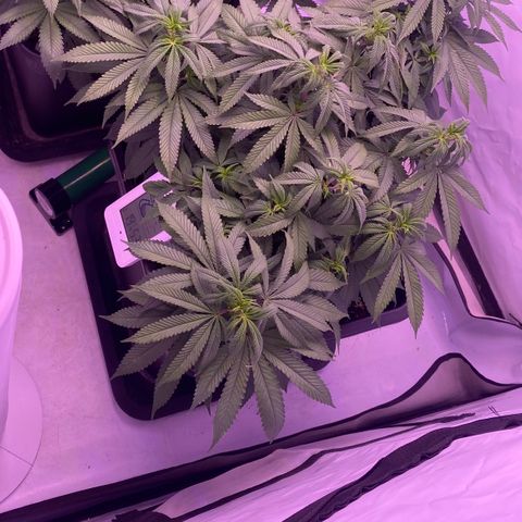 Blueberry growlog timeline photo