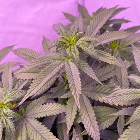 Blueberry growlog timeline photo