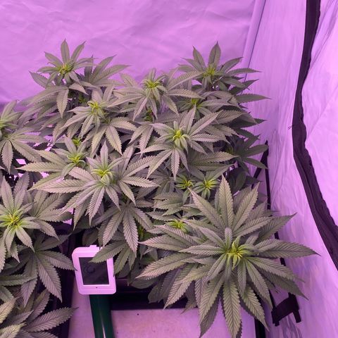 Blueberry growlog timeline photo