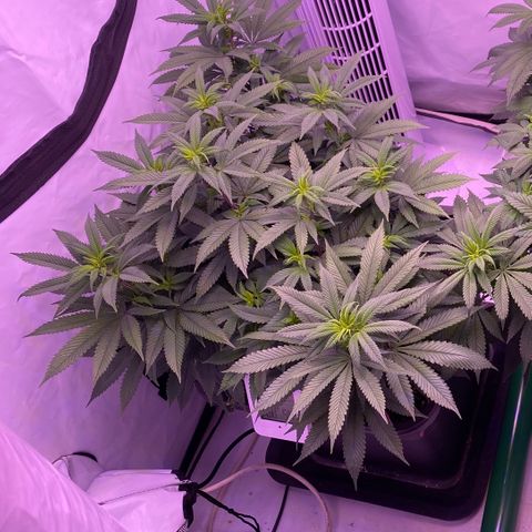 Blueberry growlog timeline photo