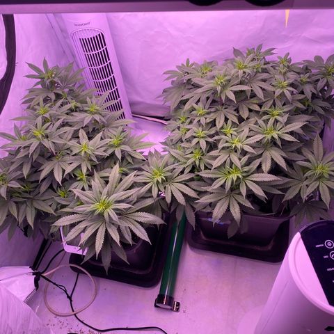 Blueberry growlog timeline photo