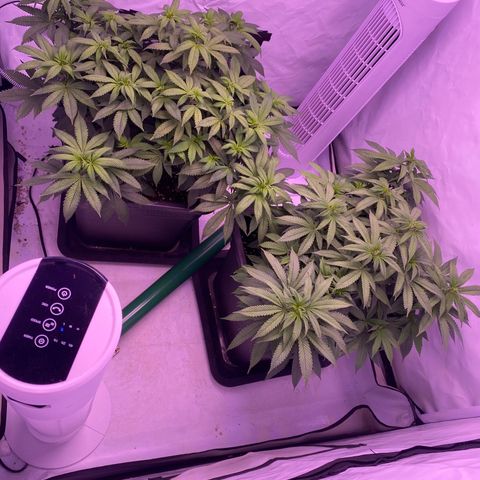 Blueberry growlog timeline photo