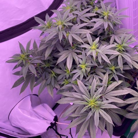Blueberry growlog timeline photo