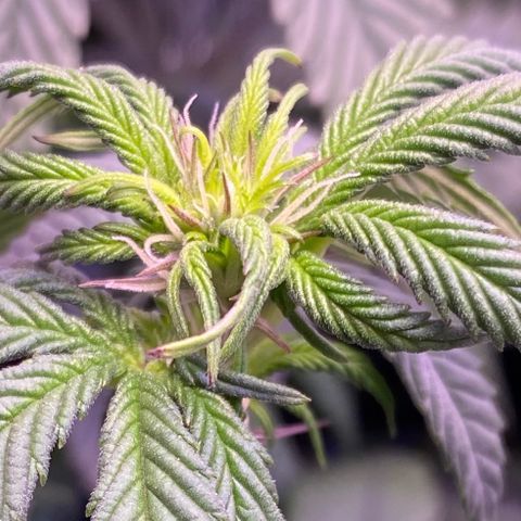 Blueberry growlog timeline photo