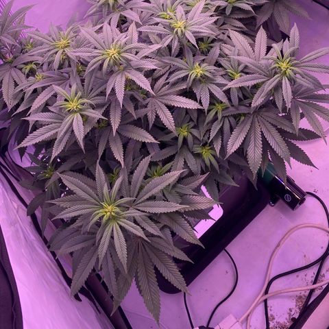 Blueberry growlog timeline photo