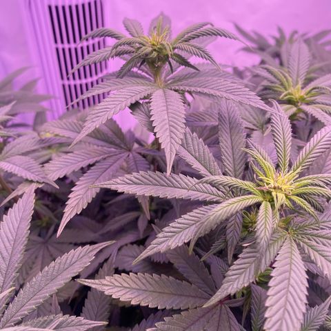 Blueberry growlog timeline photo