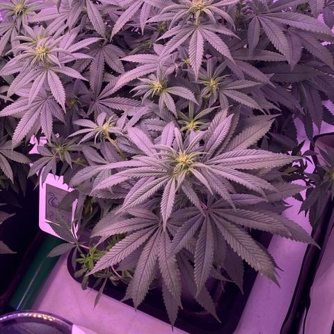 Blueberry growlog timeline photo