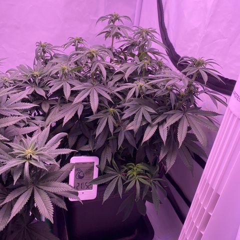 Blueberry growlog timeline photo