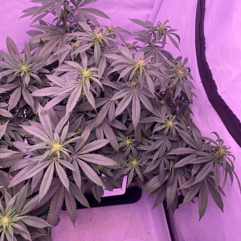 Blueberry growlog timeline photo