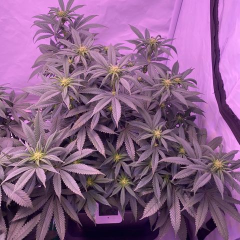 Blueberry growlog timeline photo