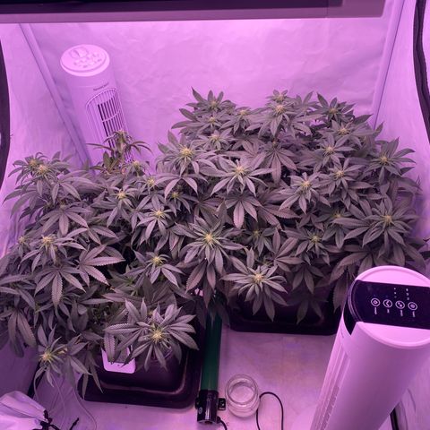 Blueberry growlog timeline photo