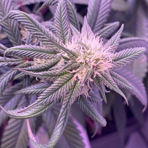 Blueberry growlog timeline photo