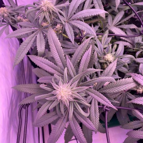 Blueberry growlog timeline photo