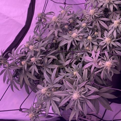 Blueberry growlog timeline photo