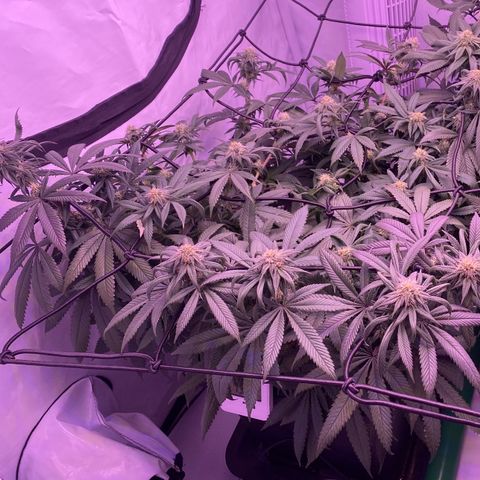 Blueberry growlog timeline photo