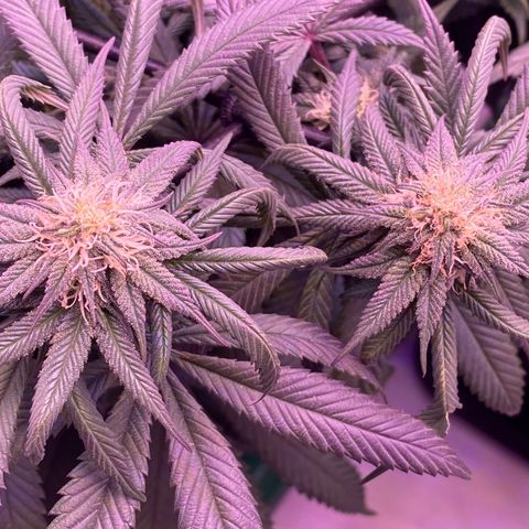 Blueberry growlog timeline photo