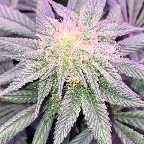 Blueberry growlog timeline photo