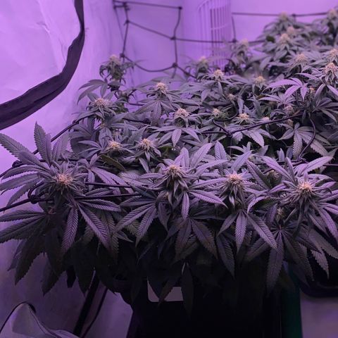 Blueberry growlog timeline photo
