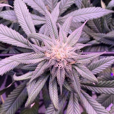 Blueberry growlog timeline photo