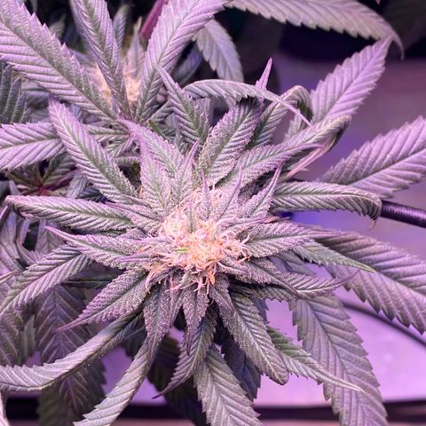 Blueberry growlog timeline photo