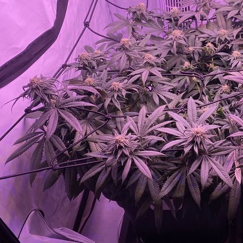 Blueberry growlog timeline photo