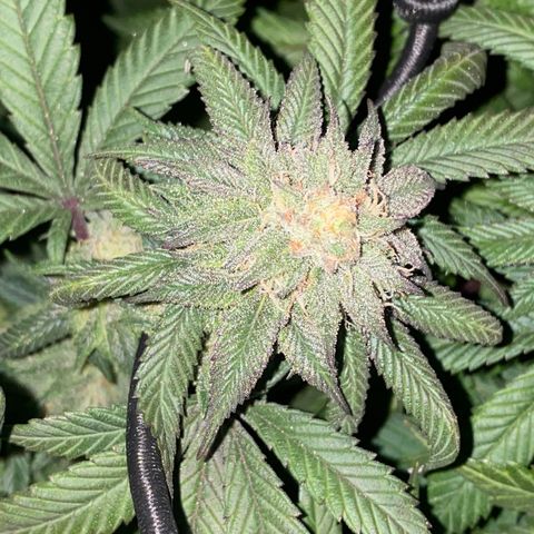 Blueberry growlog timeline photo
