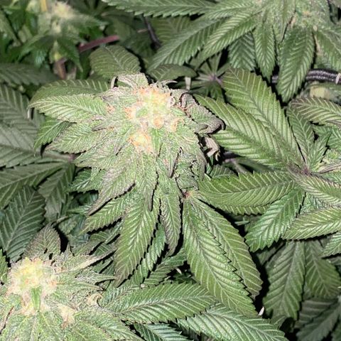 Blueberry growlog timeline photo
