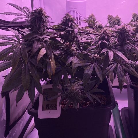 Blueberry growlog timeline photo