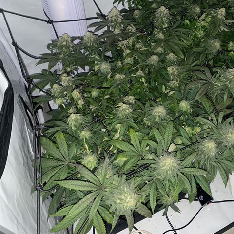 Blueberry growlog timeline photo