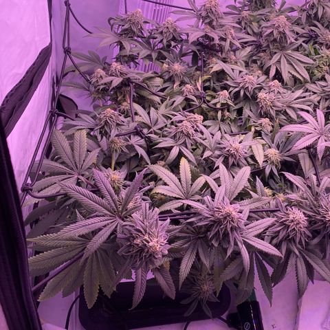 Blueberry growlog timeline photo