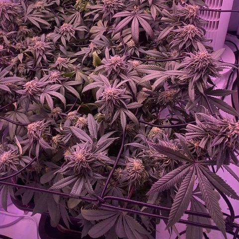 Blueberry growlog timeline photo