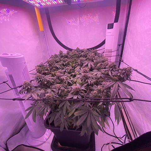 Blueberry growlog timeline photo