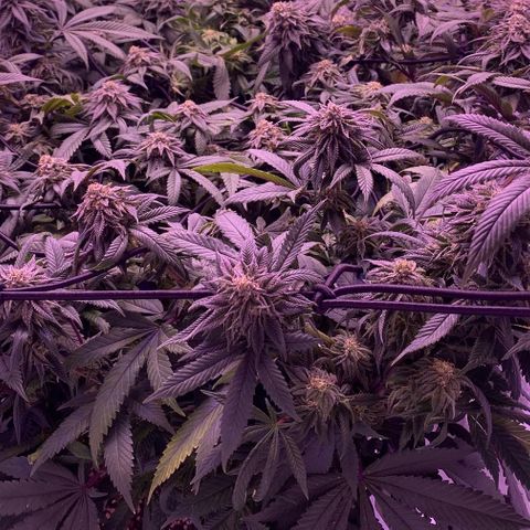 Blueberry growlog timeline photo