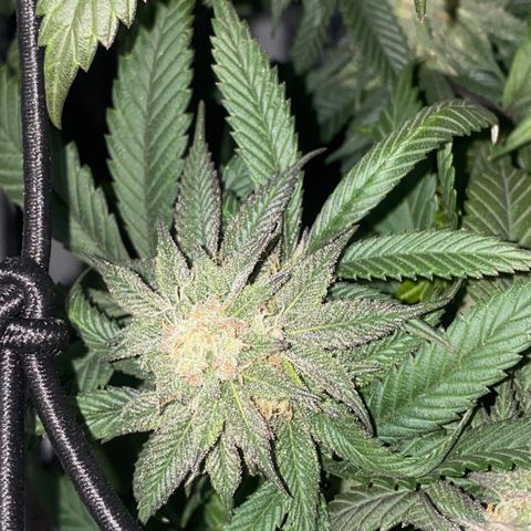 Blueberry growlog timeline photo