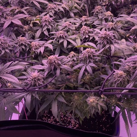 Blueberry growlog timeline photo