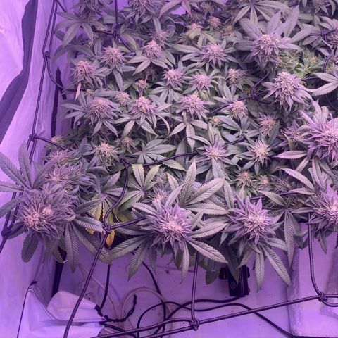 Blueberry growlog timeline photo