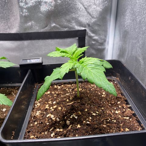 Special Kush #1 growlog timeline photo