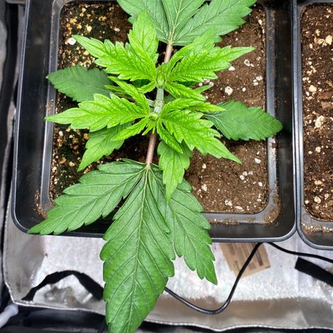 Punch Pie  growlog timeline photo