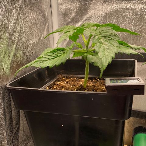 Special Kush #1 growlog timeline photo