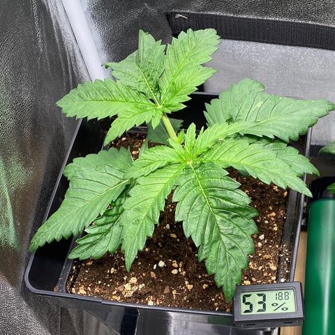 Special Kush #1 growlog timeline photo