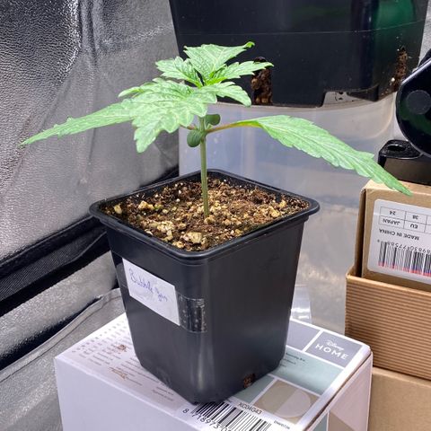 Bubble Gum growlog timeline photo