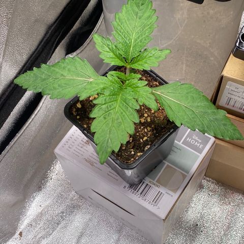 Bubble Gum growlog timeline photo