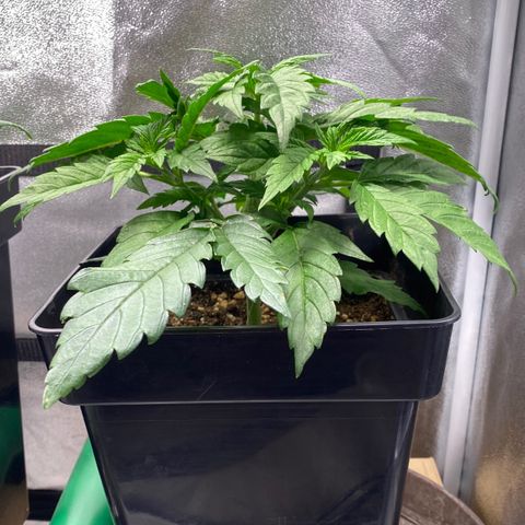 Punch Pie  growlog timeline photo
