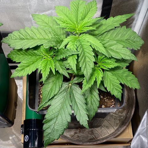 Punch Pie  growlog timeline photo