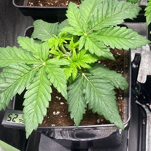 Special Kush #1 growlog timeline photo